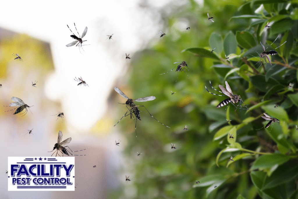 mosquito 1 mosquito 1