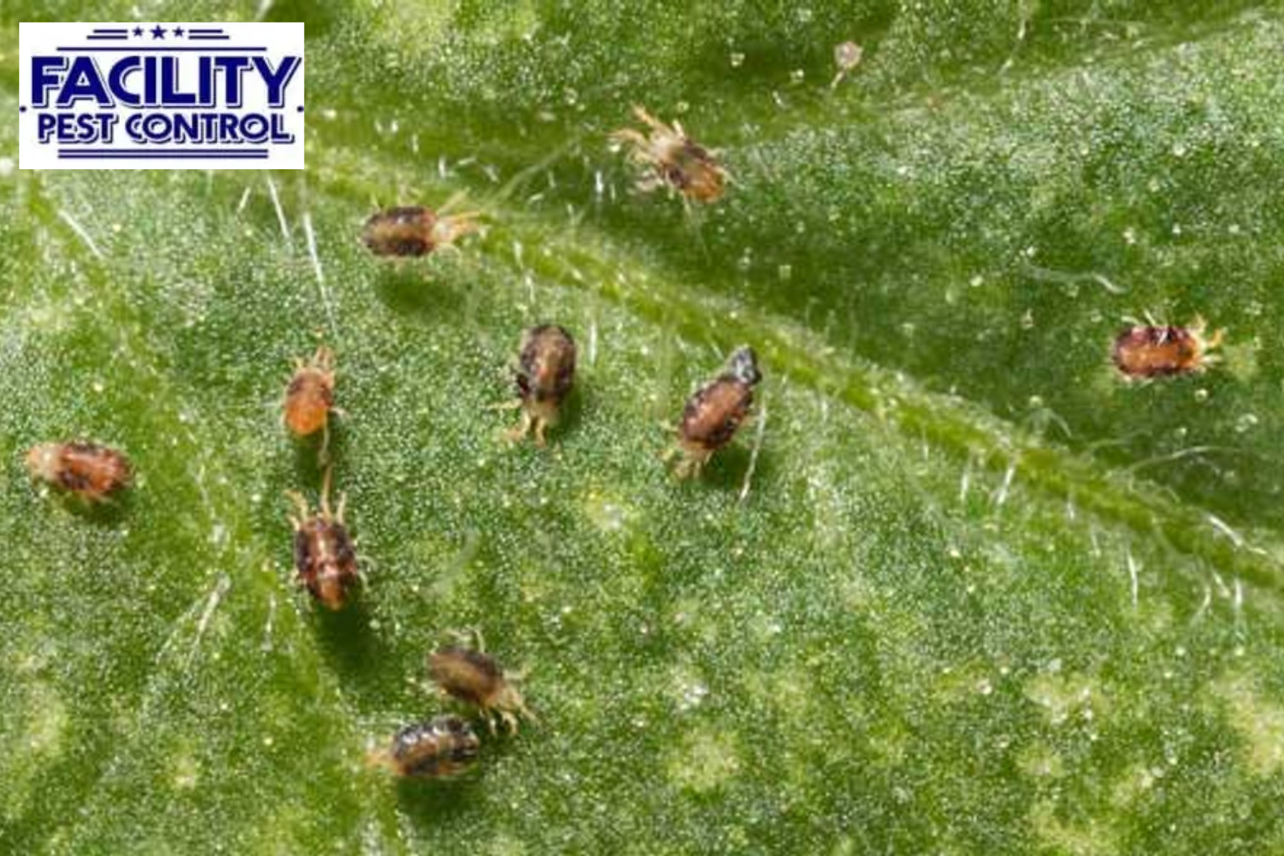 pest control