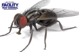 pest control