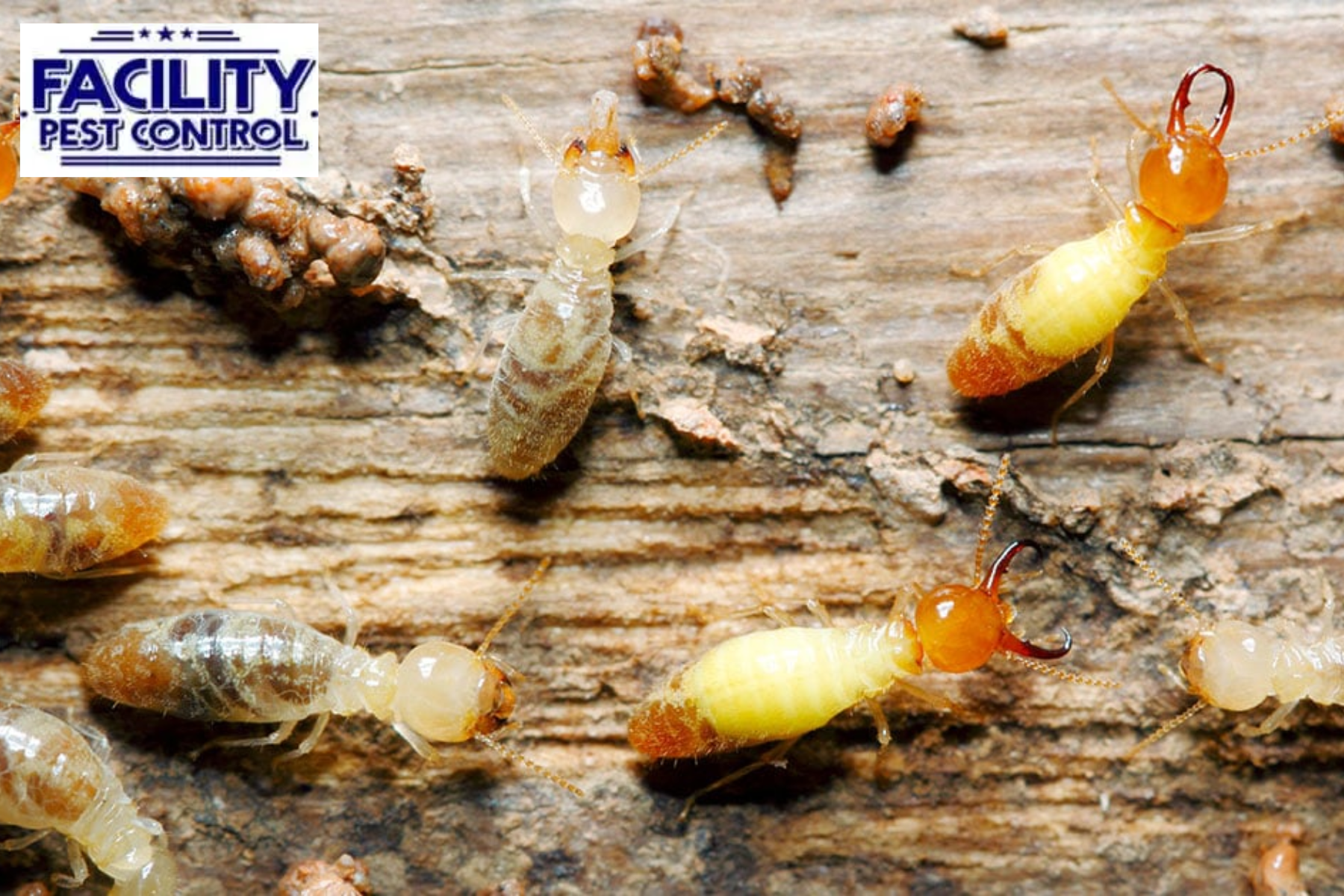 pest control