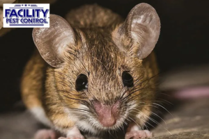 rodent control