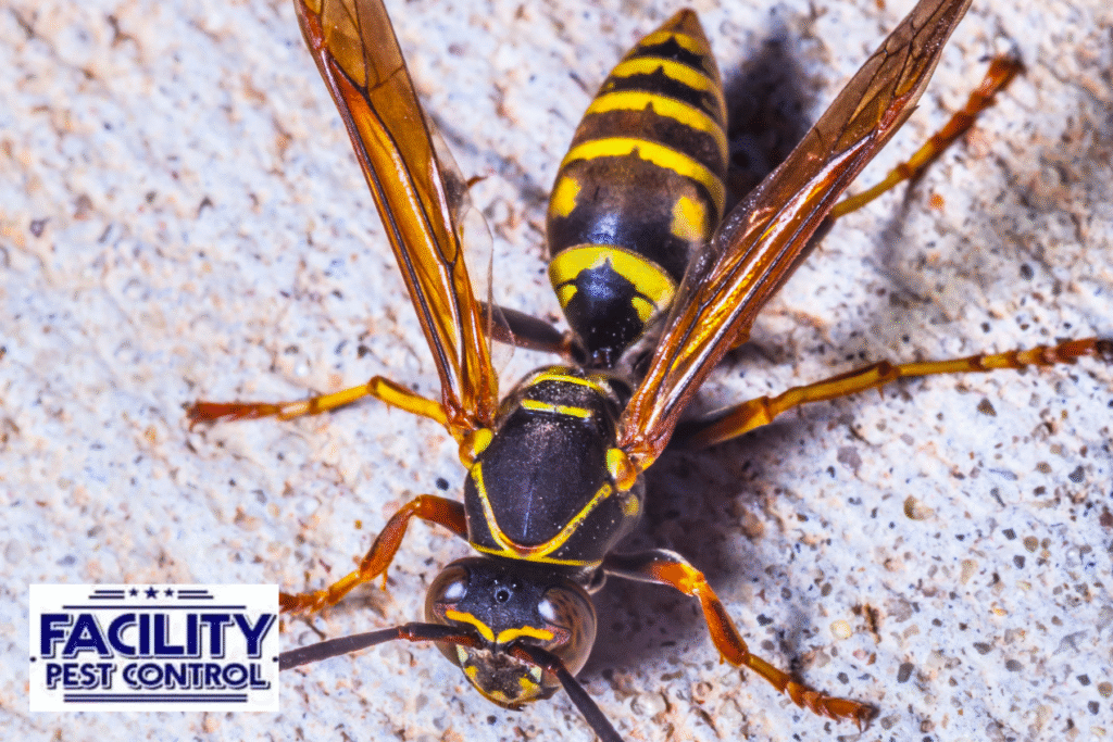 wasps 1 wasps