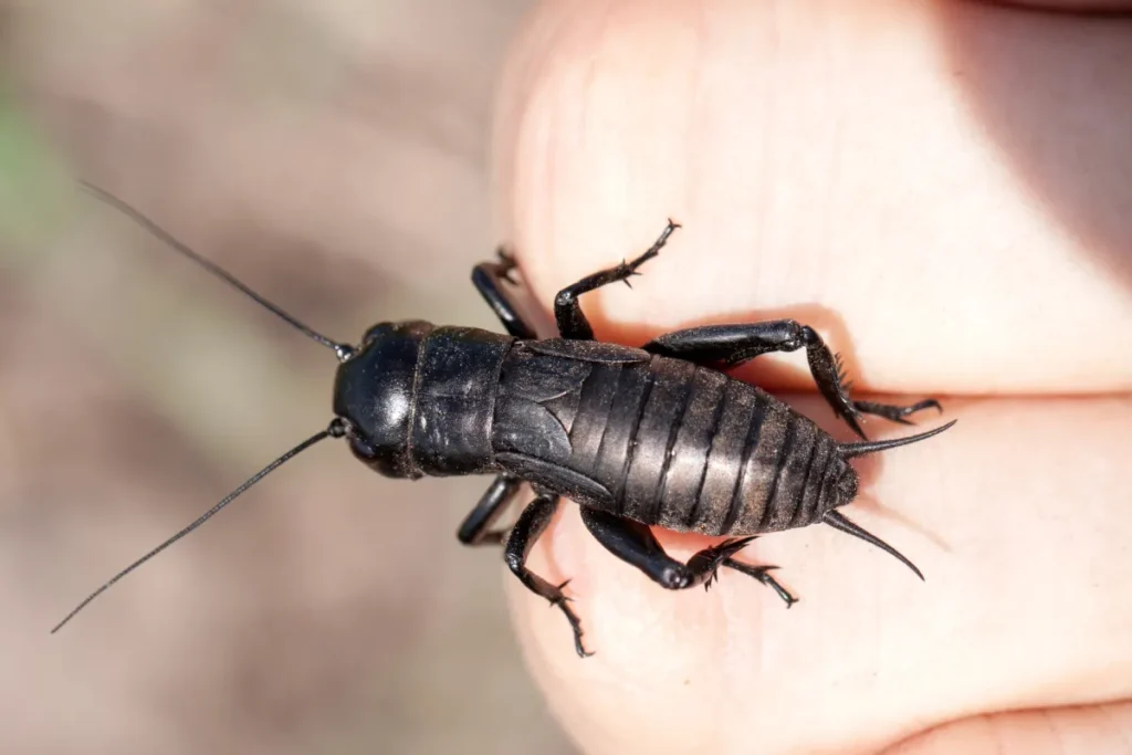 black bug