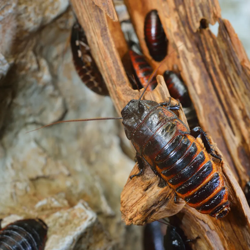 Depositphotos 211191128 XL pests