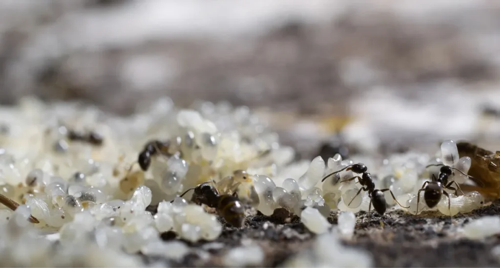 Depositphotos 27838029 XL ant eggs