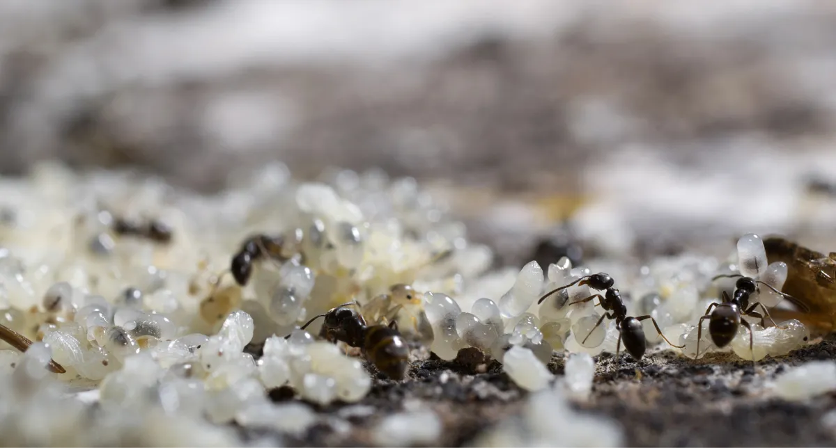 ant eggs
