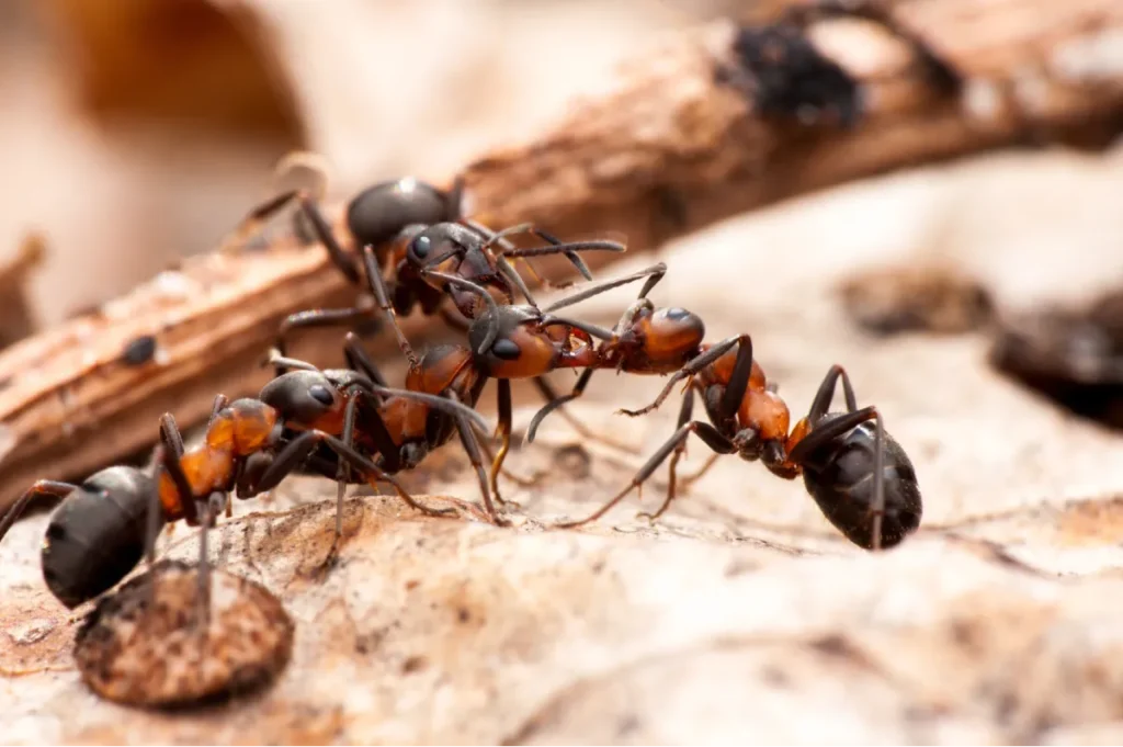 ant life