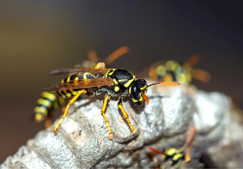 wasp