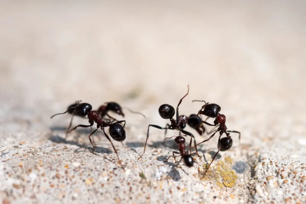 black ants