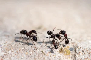 black ants