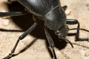 black bug