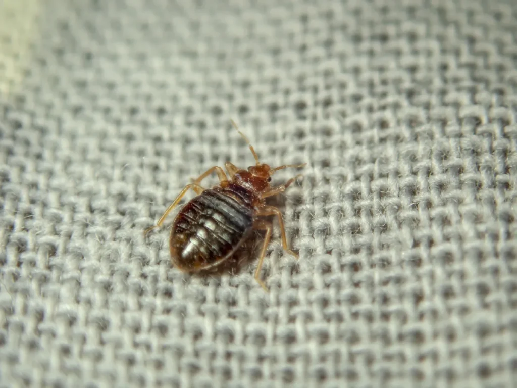 bed bug in the mattress