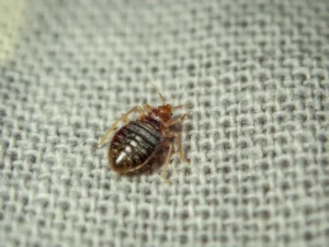 bed bug in the mattress