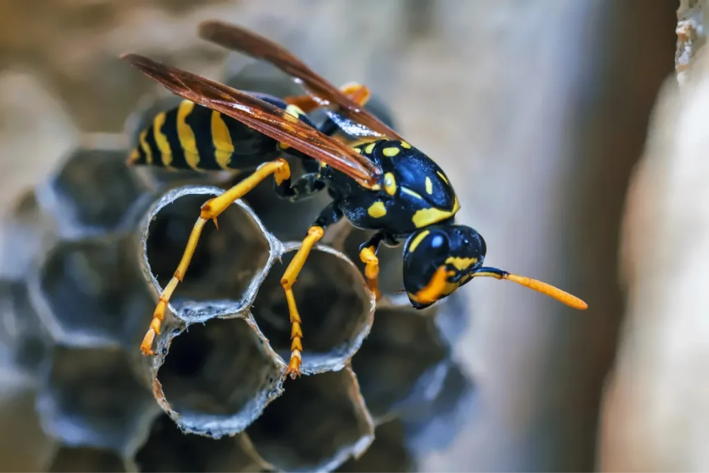 wasp and its honeycomb