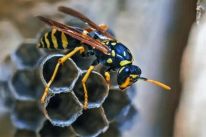 wasp and its honeycomb