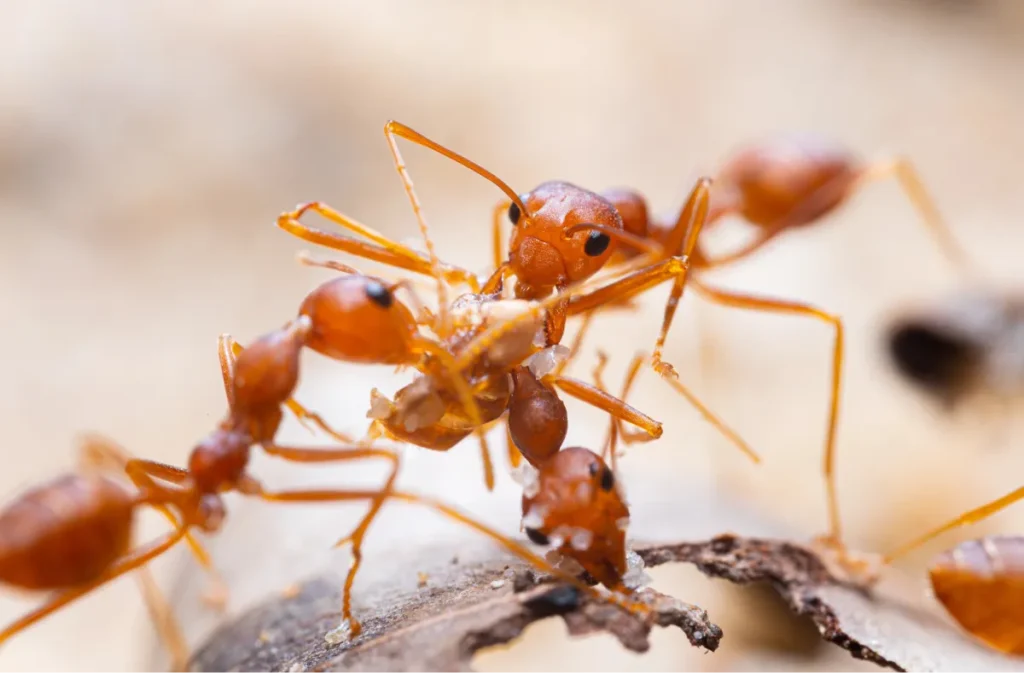 ants