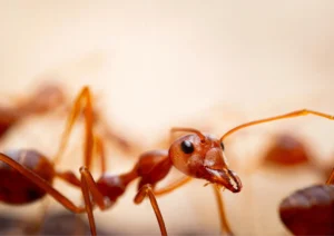 closed up ant