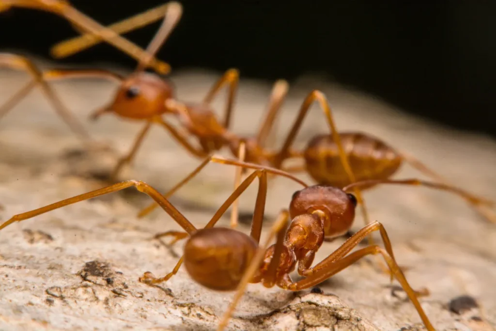 ants