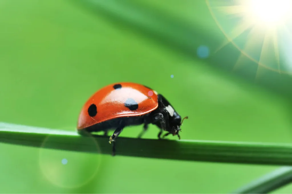bug