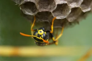 wasp