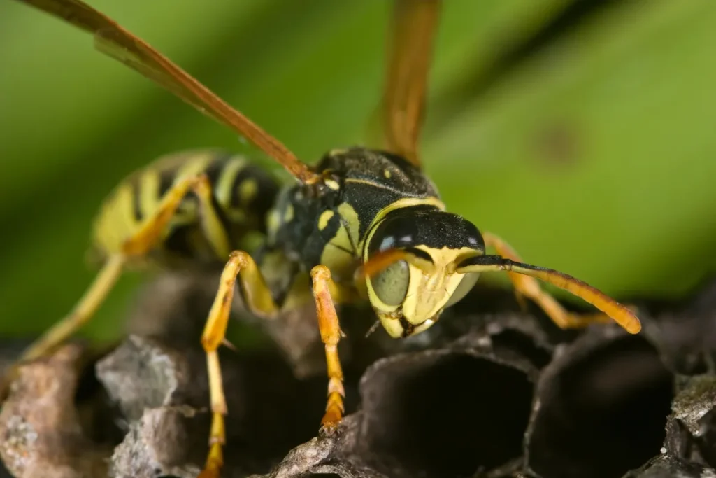 wasp