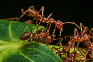 ants on the leave