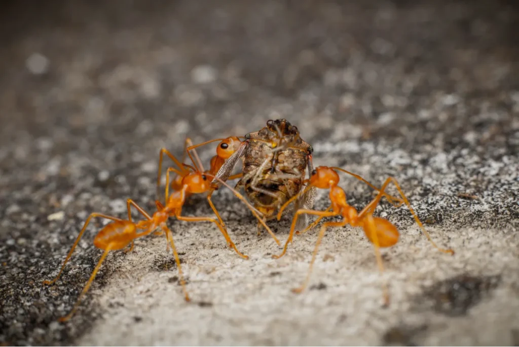 ants