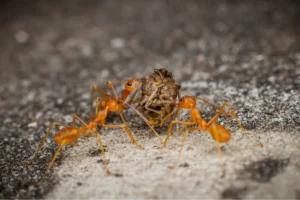 ants