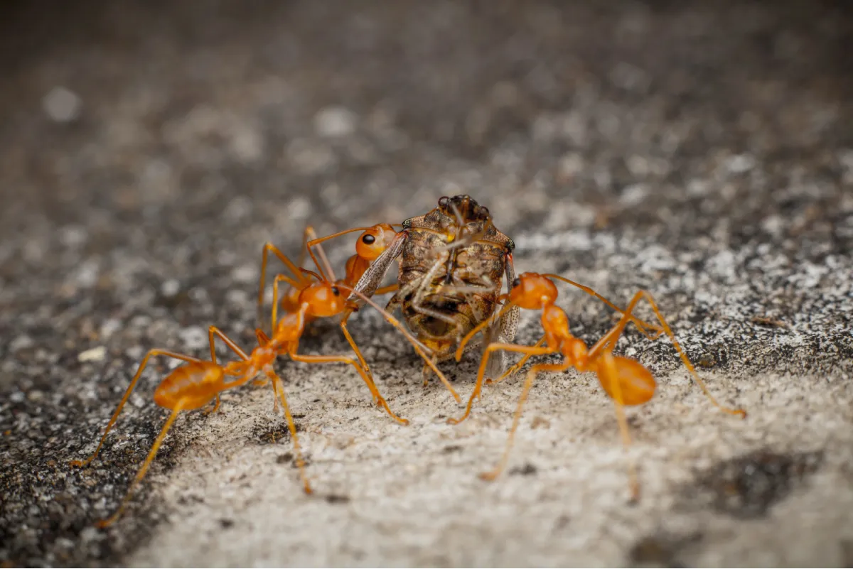 Depositphotos 87428186 XL ants