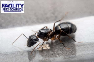 ant control