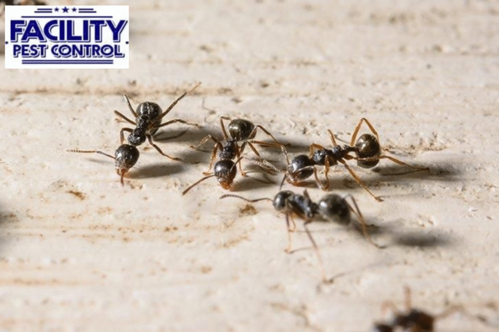 ant control
