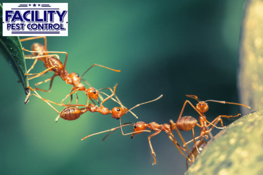 ant control