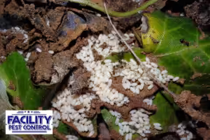 ant eggs