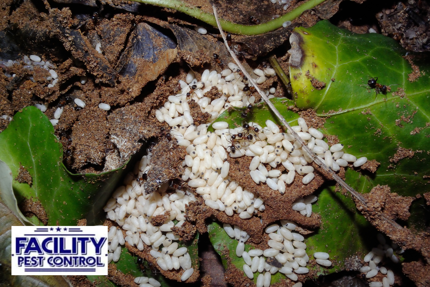 ant eggs