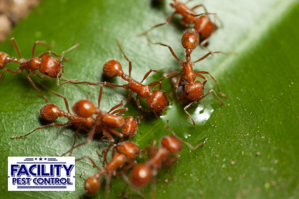 ant killers 1 ant killers
