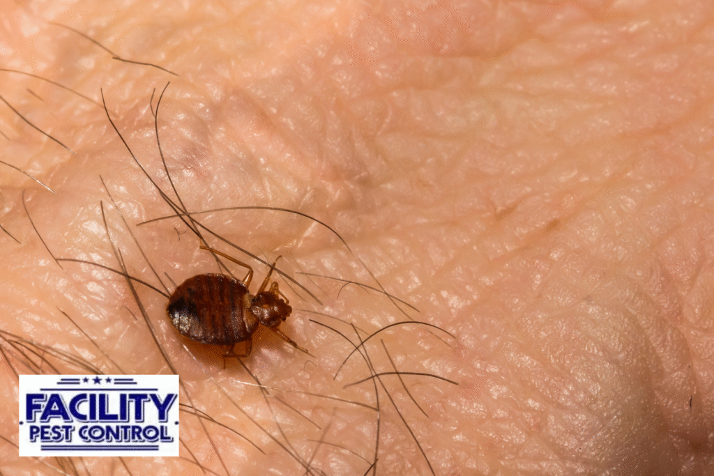 bed bugs 1 bed bugs