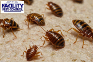 bedbug control