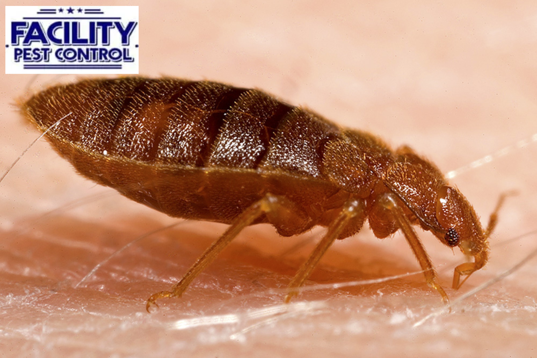bedbugs control
