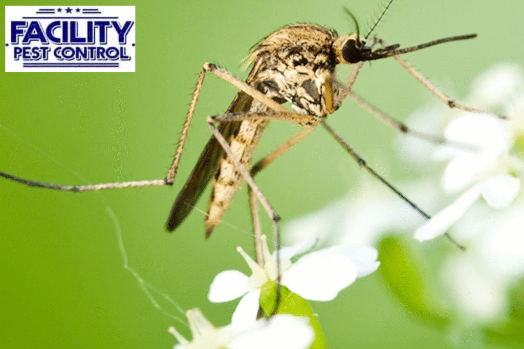 mosquito control