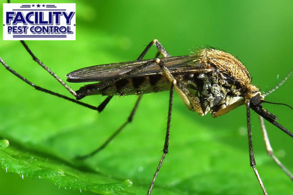 mosquito control