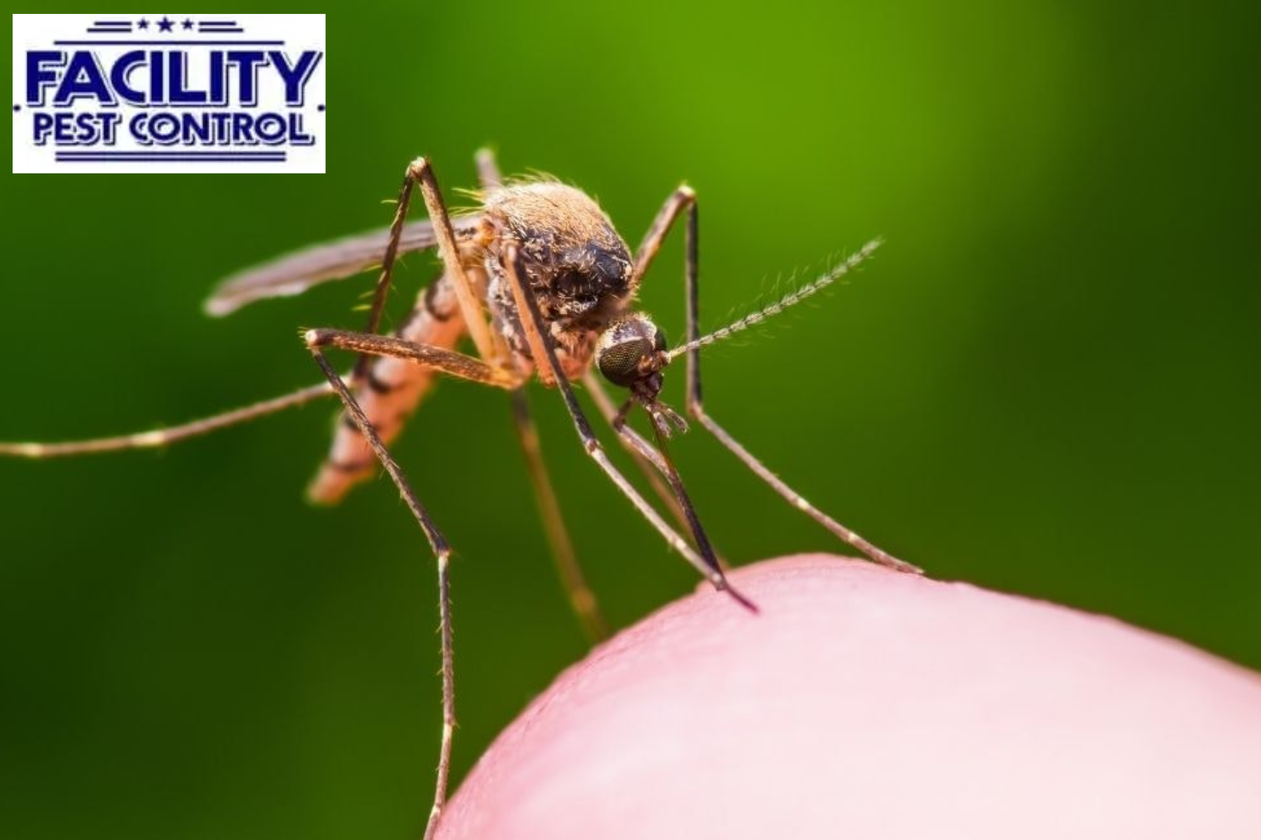 mosquito control