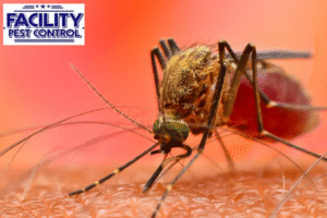 mosquito control