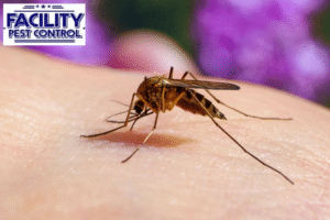 mosquito control