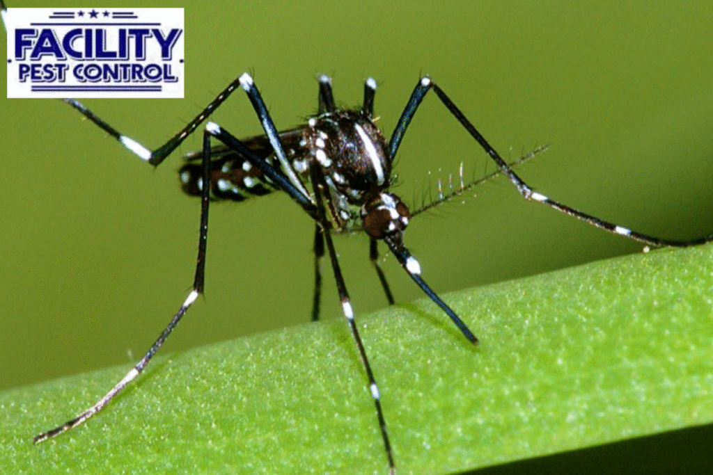 mosquito control