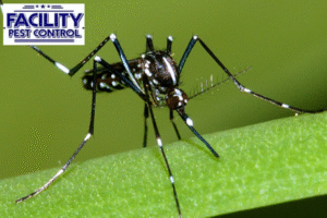 mosquito control