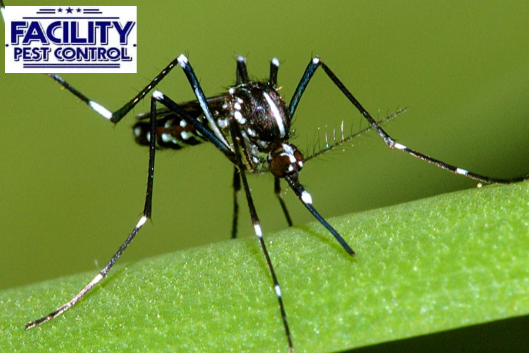 mosquito control