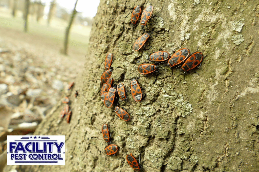 red bugs red bugs