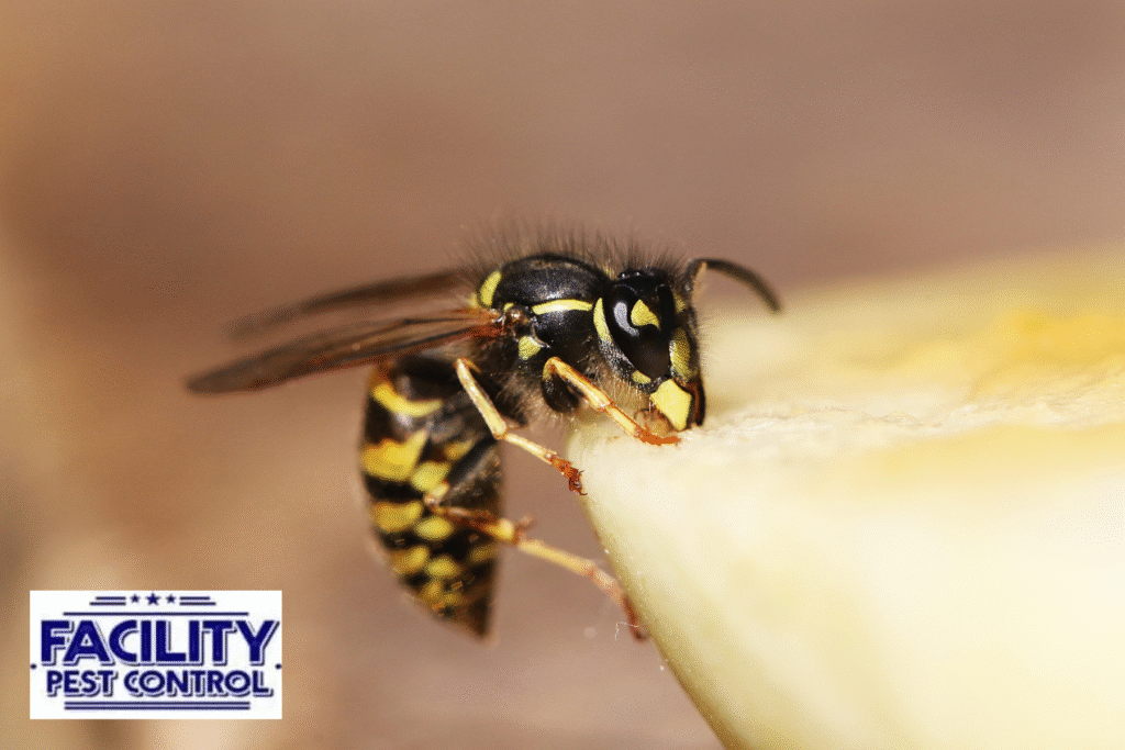 wasps wasps