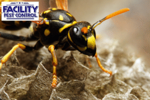 wasp control
