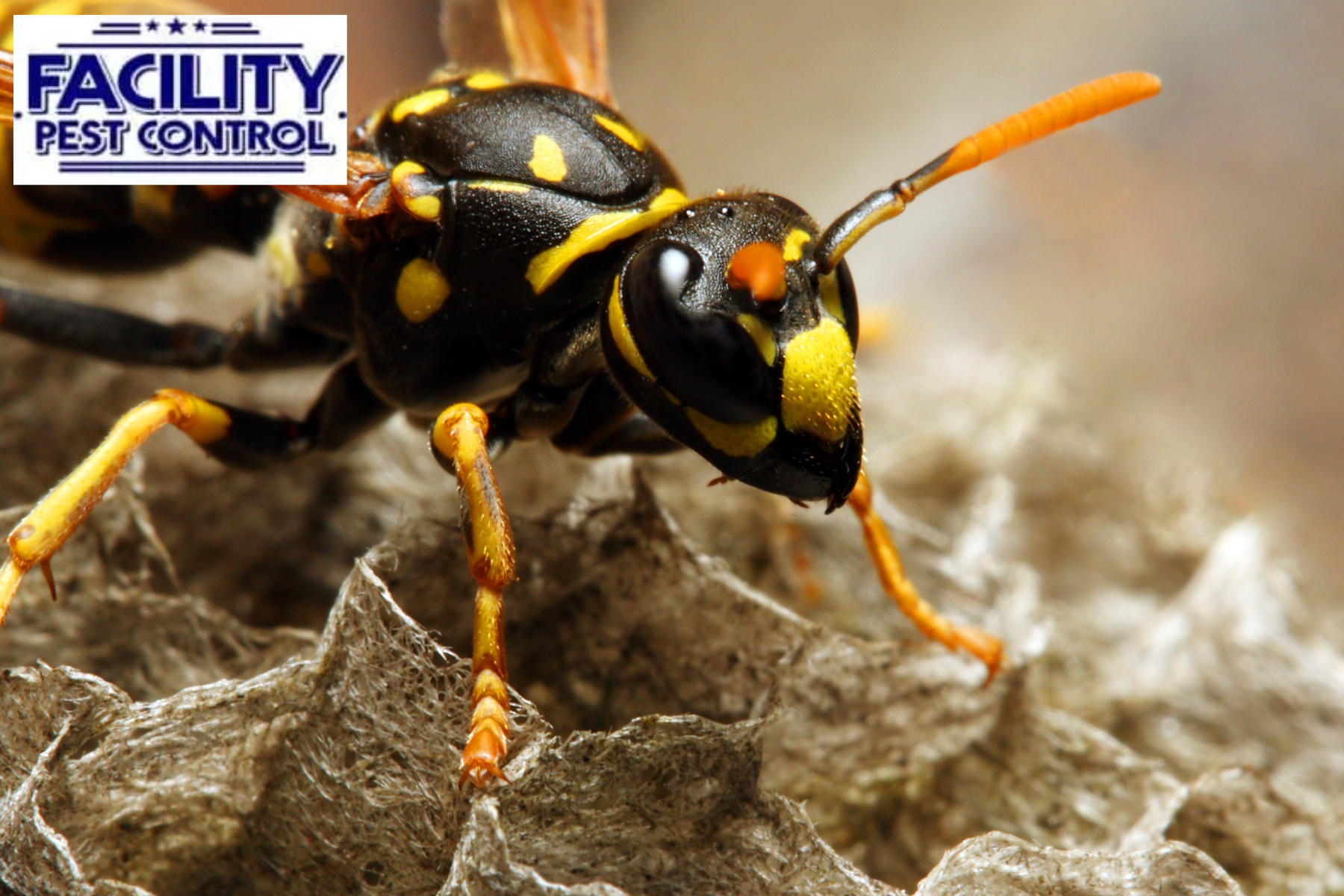 wasp control